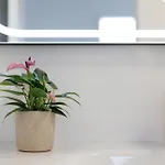Estudio * Lajita